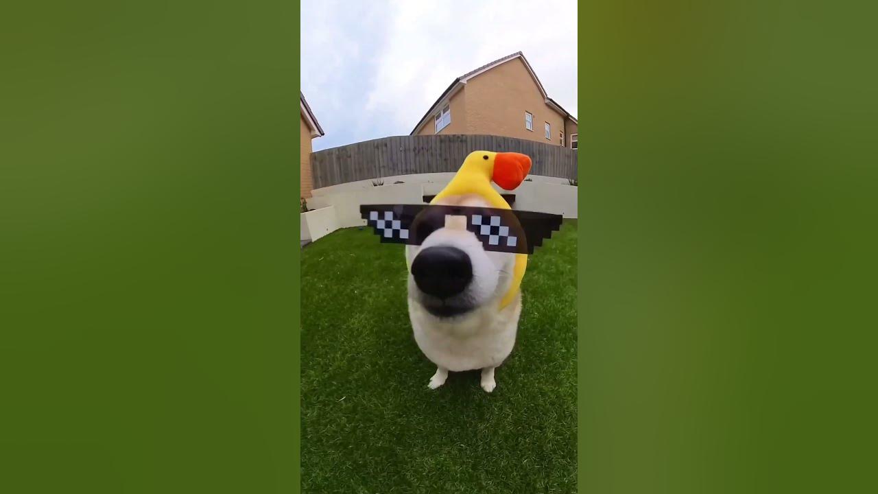 Shiba duck bro got POPIPO’d again #cutenessoverload