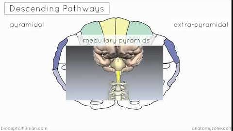 Spinal PathwaysTracts   Part 2   Ascending and Descending Tracts Overview   Anatomy Tutorial