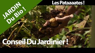La Patate, Pomme de terre Jardin Bio ? Culture santé et vitamines ! Nature .Hurryken Production
