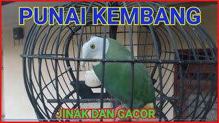 BURUNG PUNAI KEMBANG GACOR , SUARA BESAR DAN POWER GEDE