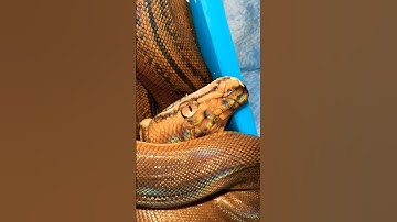 #snake #reptiles #animals #retic #black #breeding #ballpython #python #pets #ball