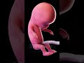 Fetus in 3D model | human fetus #anatomy #3d #3dmodeling @SmartDoctor1 @SciePro @vokaio