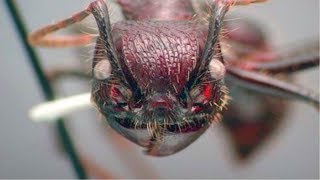 5 САМЫХ ЯДОВИТЫХ НАСЕКОМЫХ В МИРЕ 5 САМЫХ ЯДОВИТЫХ НАСЕКОМЫХ В МИРЕ