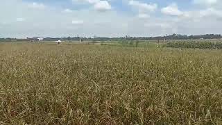 Terlambat Padi D Panen Alhamdulillah Kondisi Padi Masih Bagus