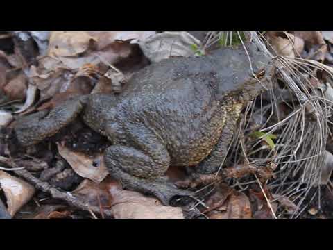 კავკასიური გომბეშო - Bufo verrucosissimus