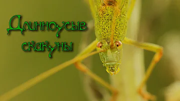 Длинноусые скакуны. Кузнечики и кобылки