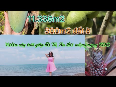 Video 1,1 ha vườn trái cây ven hồ Trị An đẹp mơ mộng, an... - youtube