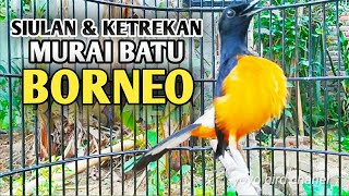 SIULAN dan KETREKAN murai batu BORNEO