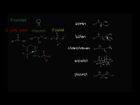 Video: Bir fosfolipid molekülünün parçaları nelerdir?