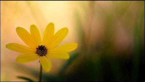 A. Vivaldi: RV 224a / Concerto for violin, strings & b.c. in D major / Insieme Strumentale di Roma