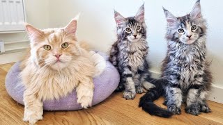 Kittens Celebrate Big Uncle Buster's Birthday!