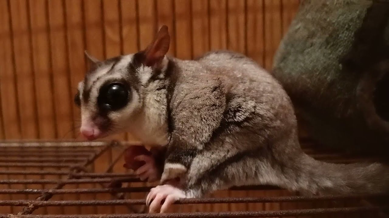 Sugar glider eating a grape/ Cukormókus szőlőt eszik YouTube