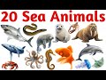 20 समुद्री जानवरों के नाम | Learn 20 Sea Animals Names in English with Pictures and Sounds for Kids