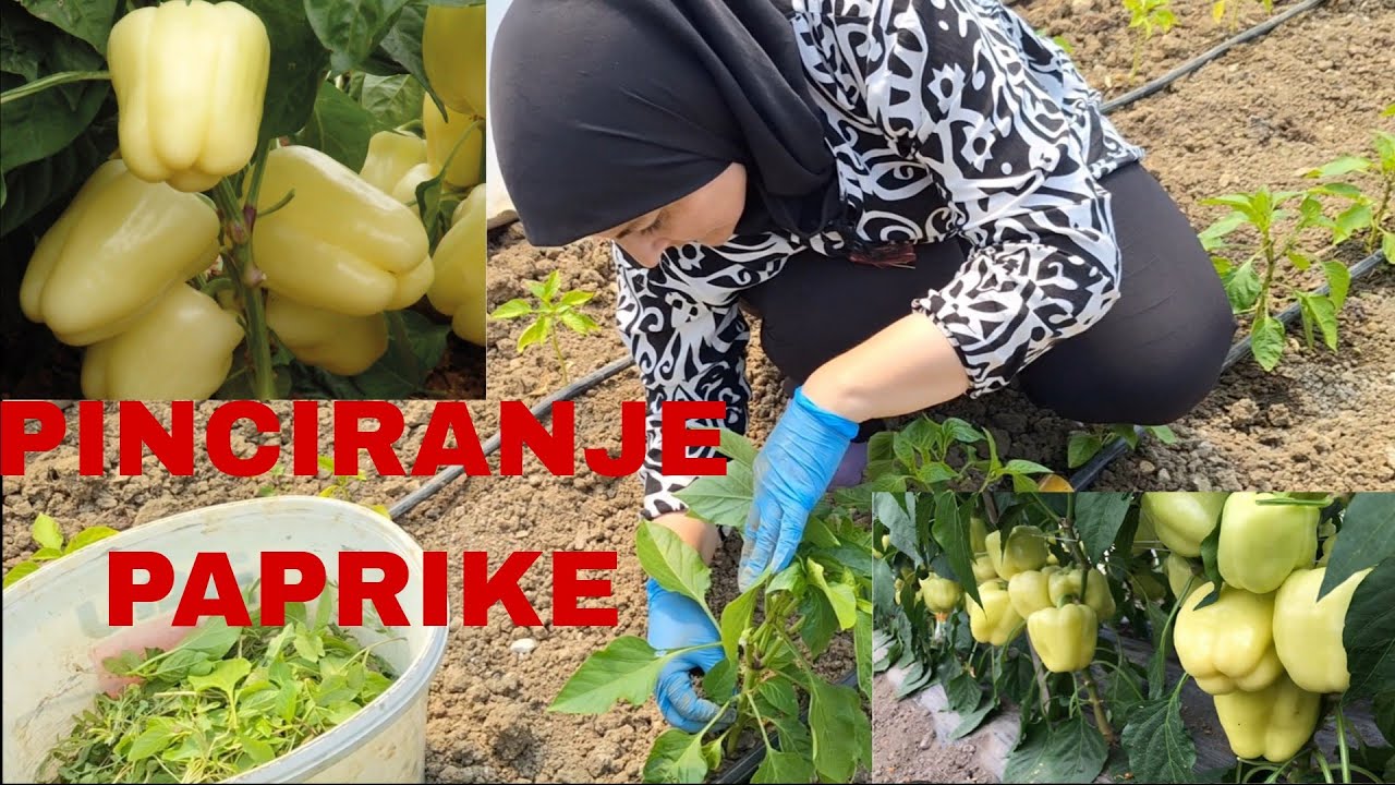 PINCIRANJE PAPRIKE🫑SKIDANJE ZAPERAKA ZA KRUPNIJE I ZDRAVIJE PLODOVE🌶🫑😉