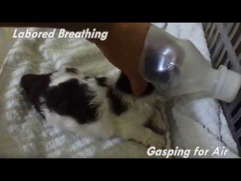shih tzu kennel cough kennel cough doovi shih tzu kennel cough kennel cough doovi