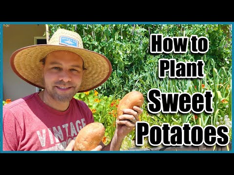 Video: Planting ved siden av søtpoteter - planter som vokser godt med søtpotet
