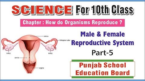 #10th Science (Male & Female Reproductive System For PSEB)