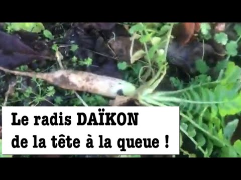 Vidéo: Cultiver Le Daikon
