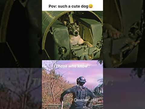 Such A Cute Dog Those Who Know Space Universe Viralvideo Trending Shorts