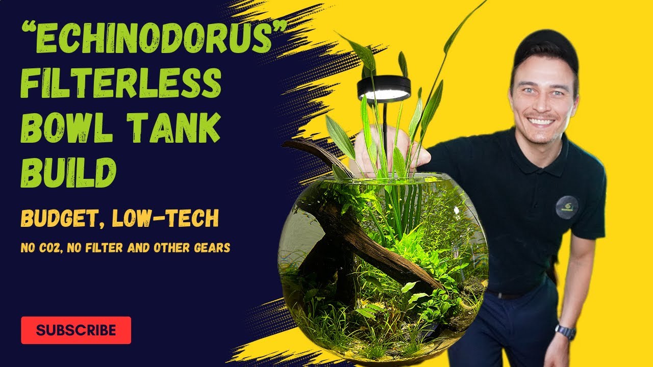 FILTERLESS BUDGET LOW-TECH TANK BUILD | NO CO2 | NO FILTER | NO OTHER ...