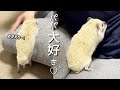 パパの帰りを待ちわびるハリネズミA Tiny Waiting Hedgehog