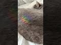 😽サンキャッチャーの光🌈✨2024年ありがとう😊#フランスvlog #フランス田舎暮らし #海外生活 #猫#フランス #ブルターニュ #サンキャッチャー