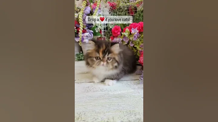 Video 9931681: persian himalayan kittens, color persian kitten, cat love