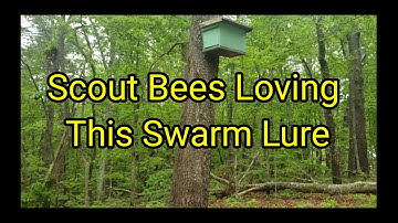 Scout Bees Loving This Swarm Lure