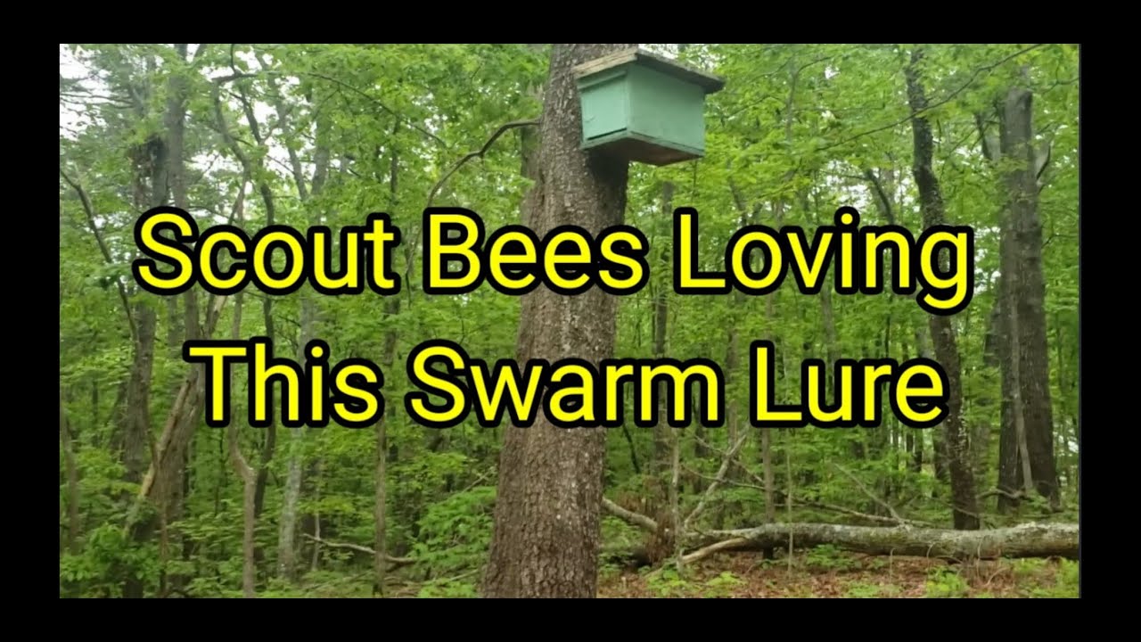 Scout Bees Loving This Swarm Lure 