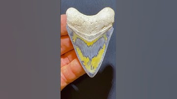 The Most Beautiful Megalodon Shark Tooth!