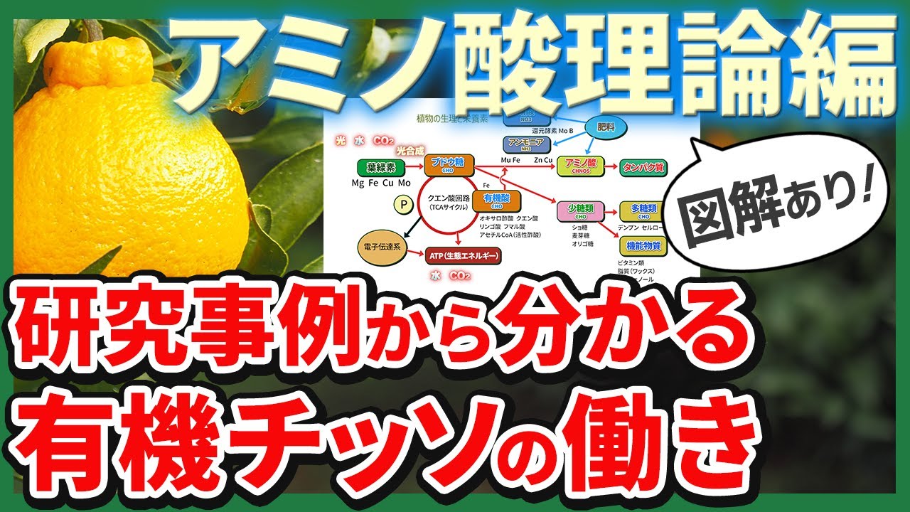 【サンビオティック】アミノ酸栽培のメリット（理論編）最新研究事例と理論を解説　窒素の形態と植物生理、有機態窒素のメリットを分かりやすく理解できます