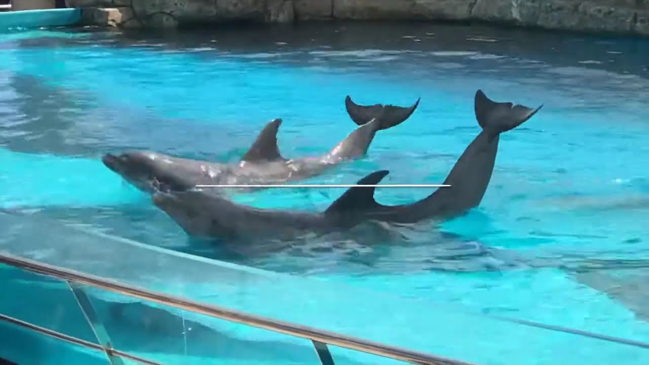 Dolphin Show, Texas State Aquarium, Corpus Cristi '19 YouTube
