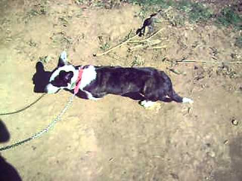 Ginny - a 2 years old welsh corgi cardigan walking...