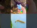 Bug Insect Names for Kids to Learn by the Branch: Butterfly Caterpillar Stink Bug Slug Leaf Insect