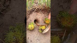 Beautiful DIY Bird Trap #camping #Outdoors #bushcraft