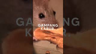 Download Lagu Kenapa Pejabat Korupsi Disebut Tikus? MP3