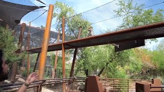 The Phoenix Zoo debuts ‘Big Cats of Arizona,’ a new habitat for mountain lion and jaguars