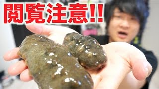 青なまこをさばいて激ウマつまみを作りたい！！