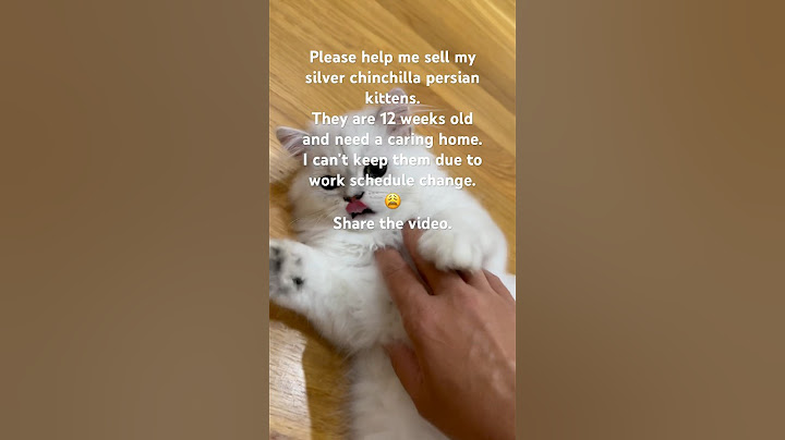 Watch the video about Silver Chinchilla Persian Kittens | Located in Archdale, NC
