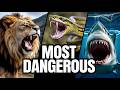 Top 10 Most Dangerous Animals in the World 😱 (Number 1 Will Shock You!)