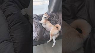 #cat #shibainu #travel #dogs #dogshorts #зима #animals #pets #nature #funny