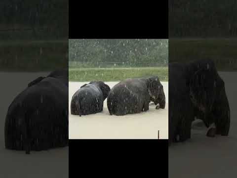 Three Drama Queens Savath Chi Clob Chi Tone Elephant Keffamily Kef Chimean