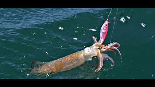 Kalk Bay Squid Fishing