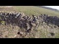 HARRIS HAWKS HUNTING WITH FERRETS. MAN AND BEASTIES. SEASON 15-16