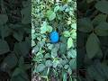 The blue 🪺egg surprise 😱 #shorts