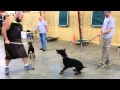Doberman's Early Protection Training And Development Doberman's Early Protection Training And Development