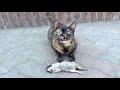 Crying mother cat bring her kitten to hide from the whole world to keep him alive