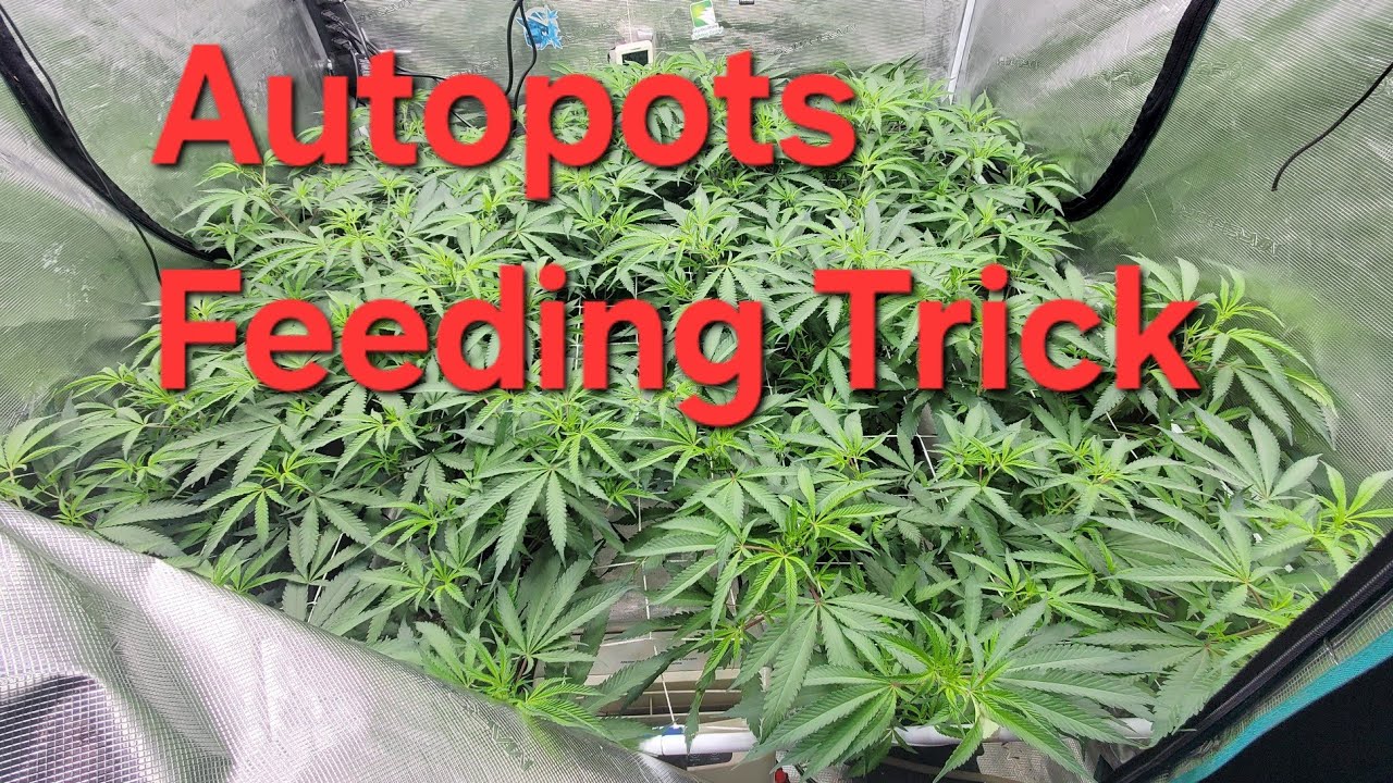 Feeding Gaia Green with Autopots. Blackleaf Genetics Ice Rock Candy. Solfire Strawmata.