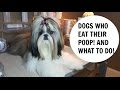 HOW TO STOP a  DOG from EATING POOP