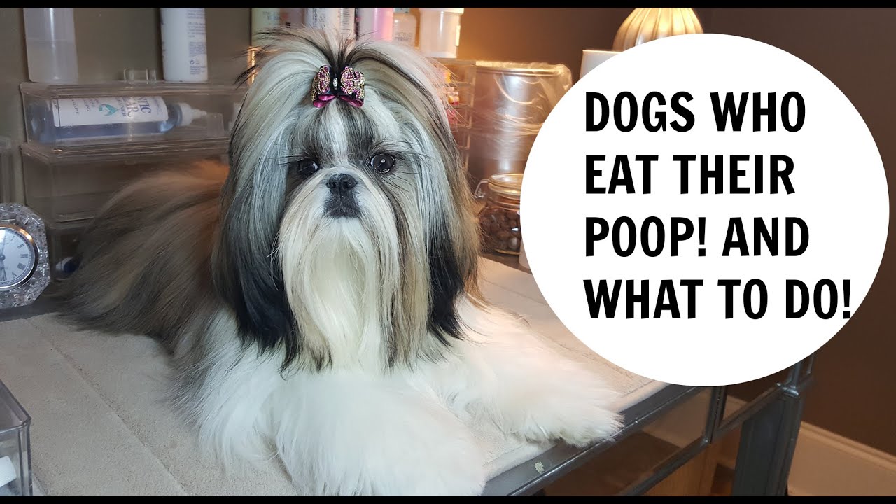 how do you keep your dog from eating poop